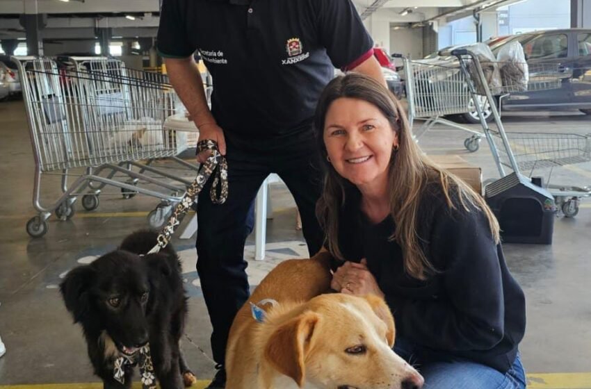  Feira de Adoção em Xanxerê encontra lar para 22 cães