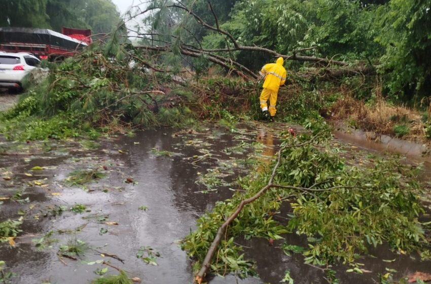  Queda de árvores interrompe parcialmente trânsito na BR-282